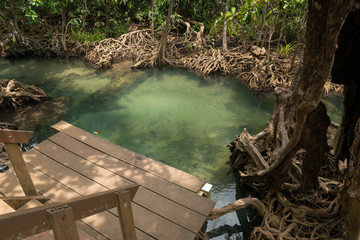 Mangrove forest at Tha Pom Khlong Song Nam Krabi,Thailand