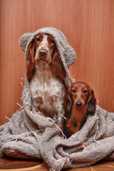 spaniel dachshund