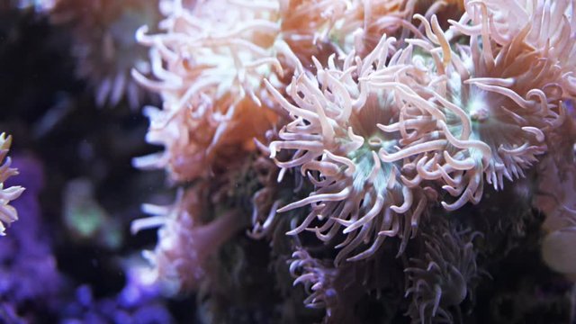 close up of the large polyps of a Duncanopsammia axifuga coral