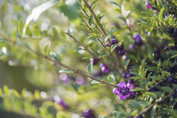 Lonicera nitida fruit