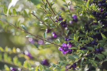Lonicera nitida fruit