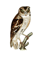 Illustration of owl