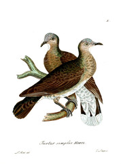 Illustration of birds.