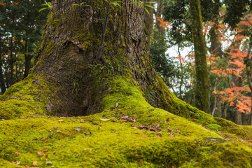 Green moss cover on the tree roots in autumn season