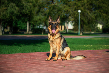 shepherd
