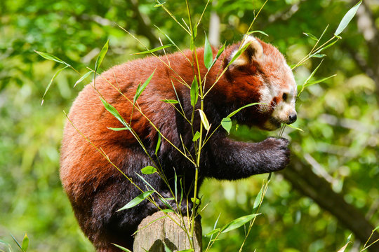 Panda roux
