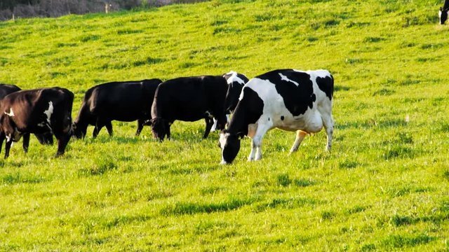 A Herd Of Dairy Cows Graze Fresh Pasture Near Bega, Australia