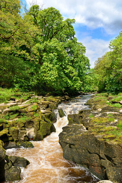 The strid, bolton abbey, river wharfe, yorkshire Dales.