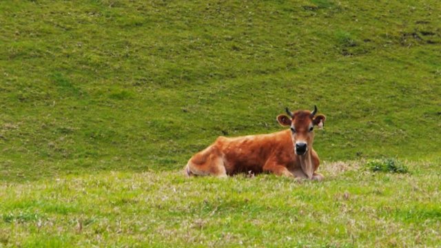 a jersey dairy cow chews its cud at tilba, new south wales