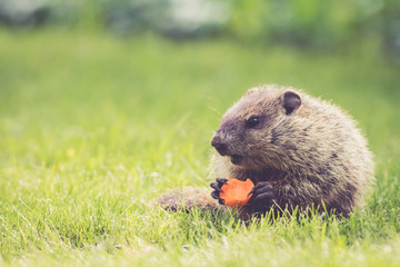 Young Groundhog (Marmota Monax) sits in the green grass on a spring morning with a carrot