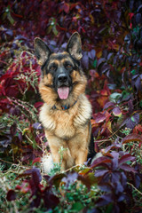 german shepherd