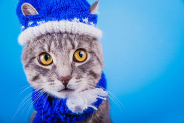 Grey tabby cat wearing blue New year hat with scarf on blue background