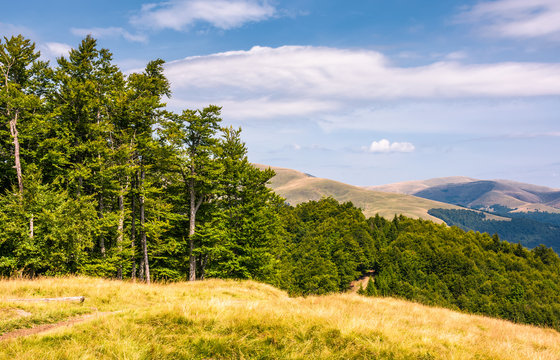 beech forests of Carpathian mountains. gorgeous landscape of Svydovets mountain ridge. beautiful nature scenery in late summer