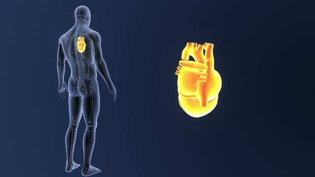Heart zoom with Anatomy