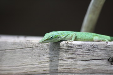 Florida Anole 2