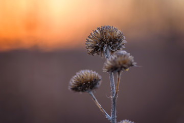 wildflowers in winter at sunset