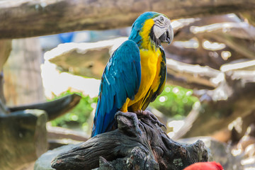 Blue and yellow Parrot macaw couple