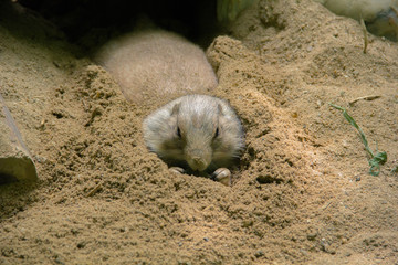Prairie dog