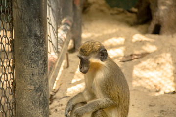 Monkey in zoo