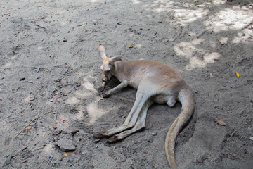 Naklejka na ściany i meble Kangaroo in safari world zoo. Bangkok Thailand