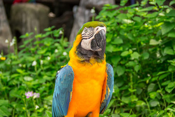 Blue and yellow Parrot macaw couple