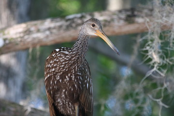 Tree Limpkin