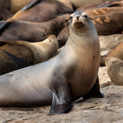 Sea Lion Looks at Camera