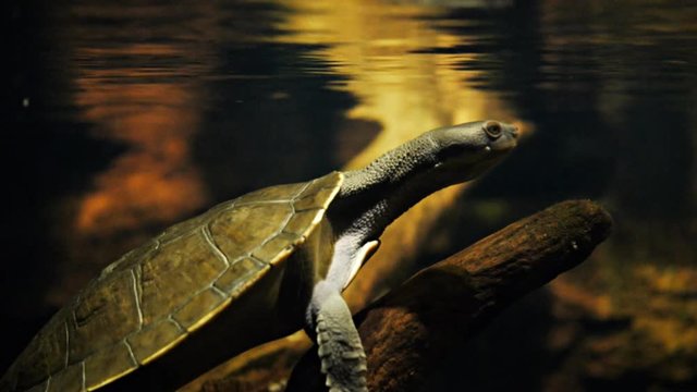 close up of a freshwater turtle submerged on a log