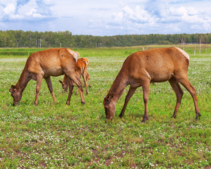 Fototapeta premium Two large deer grazing on a green meadow. Wild animals in nature. Deer chewing grass