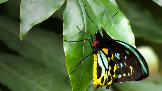 a richmond birdwing butterfly (Ornithoptera richmondia) resting on foliage