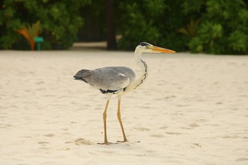 gray heron standing in the sand on a tropical island, with a green background