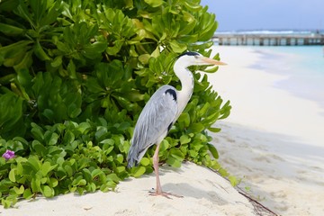 gray heron close-up on the beach on a scenic background