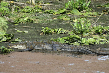 Florida Aligator