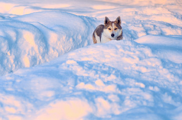 The dog looking because of a snowdrift.