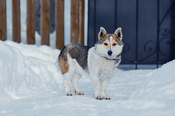 Dog/ Dog walking on snow