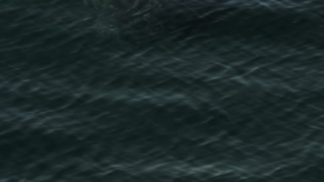 extreme close up of a humpback whale swimming towards the camera and then diving under the water- recorded at 1080p 60fps