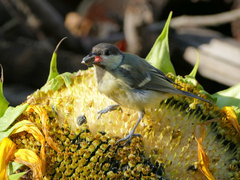 grey parus