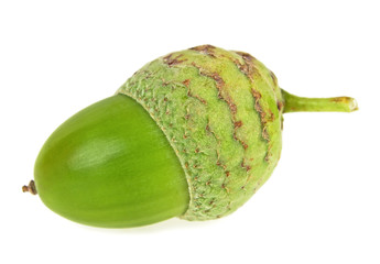 Single green acorn isolated on a white background