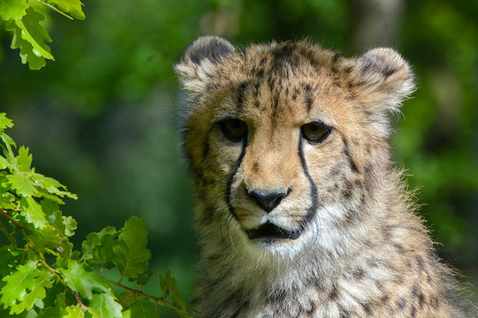 Gu&eacute;pard
