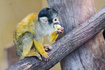Sa&iuml;miri &agrave; t&ecirc;te noire