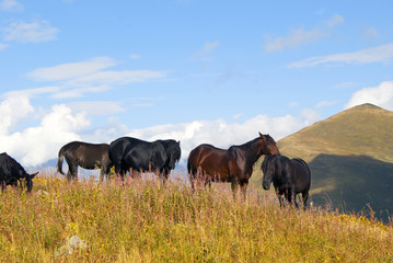 Fototapeta na wymiar herd of horses on free grazing in the autumn mountains