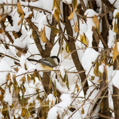 Chickadee searching for food; chickadee perched on a branch covered in snow