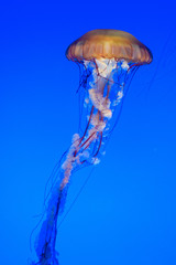 jelly fish swarm