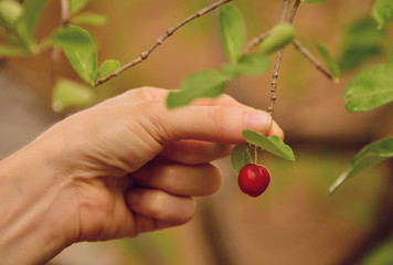 Mão segurando acerola