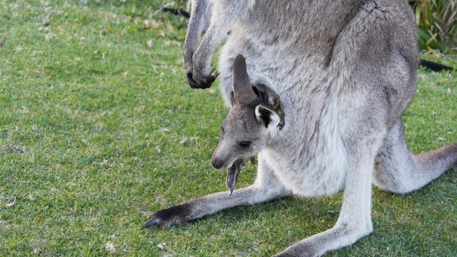an eastern grey kangaroo joey in its mother's pouch