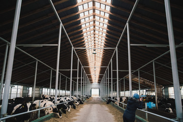 American barn with cows