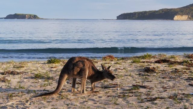 an eastern grey kangaroo eats grass on a beach near bateman's bay, australia