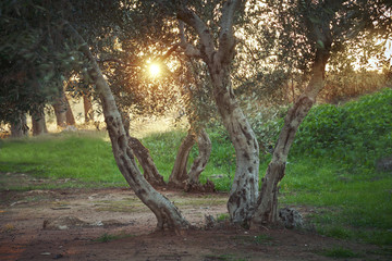 Ancient olive tree at sunset in Salento - Italy
