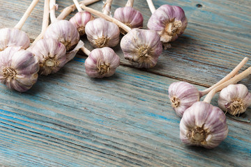 violet garlic on a wooden background