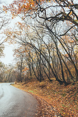 View of road in beautiful autumn forest
